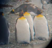 Königspinguine in Patagonien (1)