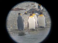 Königspinguine in Patagonien (2)