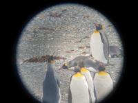 Königspinguine in Patagonien (3)