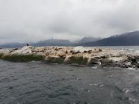 Bootsfahrt und Wanderung am Beagle Kanal - Ushuaia - Feuerland (6)