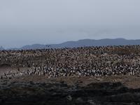 Bootsfahrt und Wanderung am Beagle Kanal - Ushuaia - Feuerland (17)