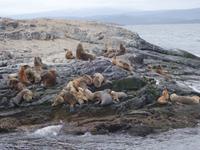Bootsfahrt und Wanderung am Beagle Kanal - Ushuaia - Feuerland (18)