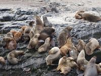 Bootsfahrt und Wanderung am Beagle Kanal - Ushuaia - Feuerland (20)