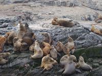 Bootsfahrt und Wanderung am Beagle Kanal - Ushuaia - Feuerland (22)