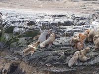 Bootsfahrt und Wanderung am Beagle Kanal - Ushuaia - Feuerland (23)