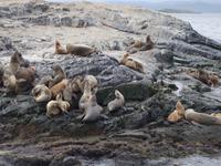 Bootsfahrt und Wanderung am Beagle Kanal - Ushuaia - Feuerland (24)