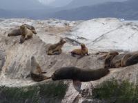 Bootsfahrt und Wanderung am Beagle Kanal - Ushuaia - Feuerland (28)