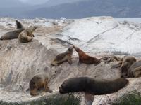 Bootsfahrt und Wanderung am Beagle Kanal - Ushuaia - Feuerland (29)