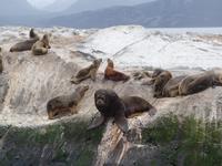 Bootsfahrt und Wanderung am Beagle Kanal - Ushuaia - Feuerland (30)