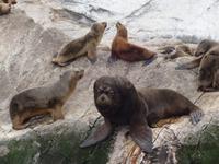 Bootsfahrt und Wanderung am Beagle Kanal - Ushuaia - Feuerland (31)