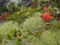 Bootsfahrt und Wanderung am Beagle Kanal - Ushuaia - Feuerland (39)
