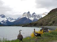 17 Tage Wanderreise Argentinien und Chile – Patagonien und Feuerland mit Buenos Aires – Nationalpark Los Glaciares mit El Chalten und Perito Moreno – Nationalpark Torres del Paine – Feuerland – Ushuaia (507)