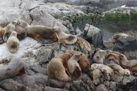 17 Tage Wanderreise Argentinien und Chile – Patagonien und Feuerland mit Buenos Aires – Nationalpark Los Glaciares mit El Chalten und Perito Moreno – Nationalpark Torres del Paine – Feuerland – Ushuaia (875)