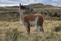 Guanako in Torres del Paine National Park (1)