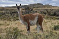 Guanako in Torres del Paine National Park (2)