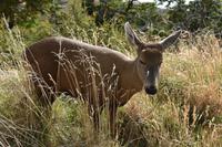 Huemul oder Andenhirsch in Torres del Paine National Park (2)