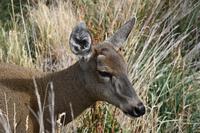 Huemul oder Andenhirsch in Torres del Paine National Park