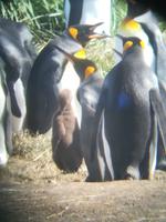 Königspinguine bei Porvenir