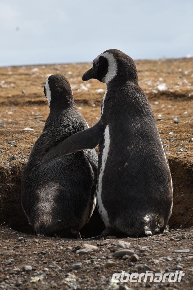 Pinguine beobachten auf der Isla Magdalena bei Punta Arena in Chile