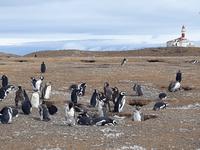 Pinguine beobachten auf der Isla Magdalena bei Punta Arena in Chile
