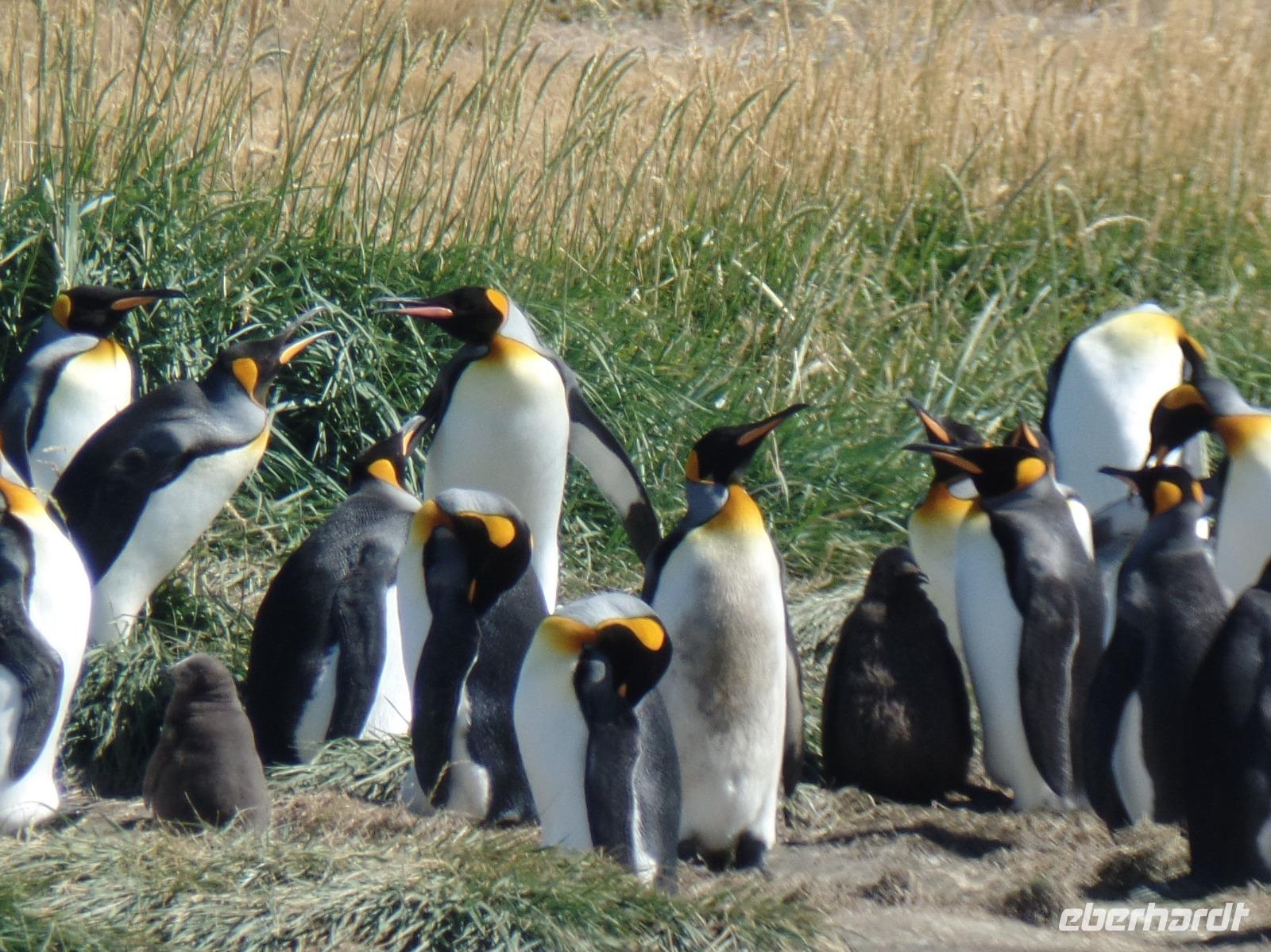 Königspinguine bei Porvenir auf dem Weg von Punta Arenas nach Ushuaia (3)