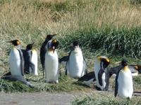 Königspinguine bei Porvenir auf dem Weg von Punta Arenas nach Ushuaia (4)