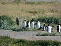 Königspinguine bei Porvenir auf dem Weg von Punta Arenas nach Ushuaia (5)