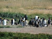 Königspinguine bei Porvenir auf dem Weg von Punta Arenas nach Ushuaia (6)