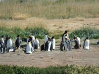 Königspinguine bei Porvenir auf dem Weg von Punta Arenas nach Ushuaia (1)