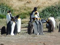 Königspinguine bei Porvenir auf dem Weg von Punta Arenas nach Ushuaia (2)