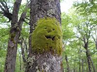 Die Wanderung hoch zum Laguna Huemul und Huemul Gletscher bei El Chalten (6)