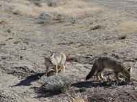 Auf dem Weg von El Chalten nach El Calafate - Patagonien - Argentinien (4)
