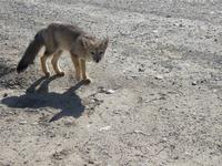 Auf dem Weg von El Chalten nach El Calafate - Patagonien - Argentinien (5)