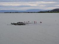 Nationalpark Perito-Moreno-Gletscher bei El Calafate - Patagonien - Argentinien (24)