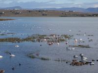 Nationalpark Perito-Moreno-Gletscher bei El Calafate - Patagonien - Argentinien (25)