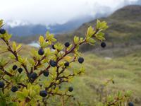 Wanderung bei Hosteria Pehoe zum Aussichtspunkt Los Condores in Torres del Paine Nationalpark (3)