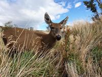 Huemul oder Andenhirsch in Torres del Paine Nationalpark in Patagonien