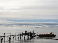 Pinguine beobachten auf der Isla Magdalena bei Punta Arena in Chile (5)