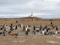 Pinguine beobachten auf der Isla Magdalena bei Punta Arena in Chile (7)