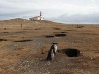 Pinguine beobachten auf der Isla Magdalena bei Punta Arena in Chile (8)