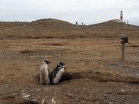 Pinguine beobachten auf der Isla Magdalena bei Punta Arena in Chile (9)