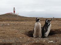 Pinguine beobachten auf der Isla Magdalena bei Punta Arena in Chile (10)
