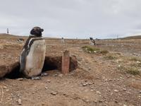 Pinguine beobachten auf der Isla Magdalena bei Punta Arena in Chile (11)