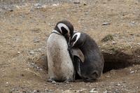 Pinguine beobachten auf der Isla Magdalena bei Punta Arena in Chile (16)