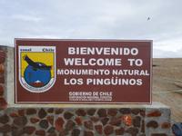 Pinguine beobachten auf der Isla Magdalena bei Punta Arena in Chile (19)