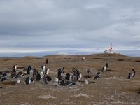 Pinguine beobachten auf der Isla Magdalena bei Punta Arena in Chile (20)