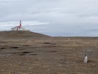 Pinguine beobachten auf der Isla Magdalena bei Punta Arena in Chile (21)