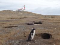 Pinguine beobachten auf der Isla Magdalena bei Punta Arena in Chile (23)