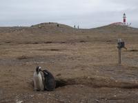 Pinguine beobachten auf der Isla Magdalena bei Punta Arena in Chile (24)