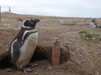 Pinguine beobachten auf der Isla Magdalena bei Punta Arena in Chile (25)